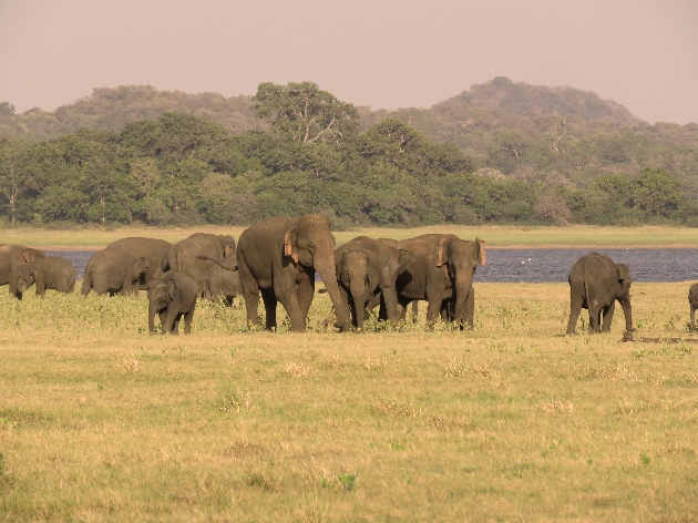 elephants in wild