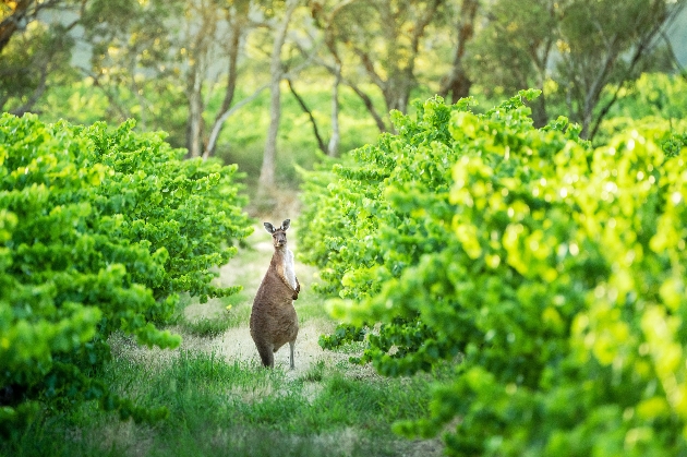 kangaroo in vineyards
