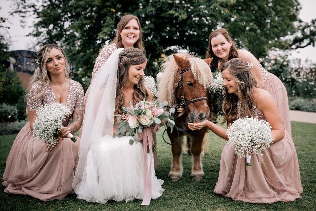 little brown shetland pony with reigns being fed by bridesmaids