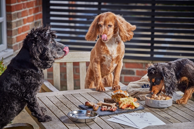 three dogs eating out of bowls at a garden table