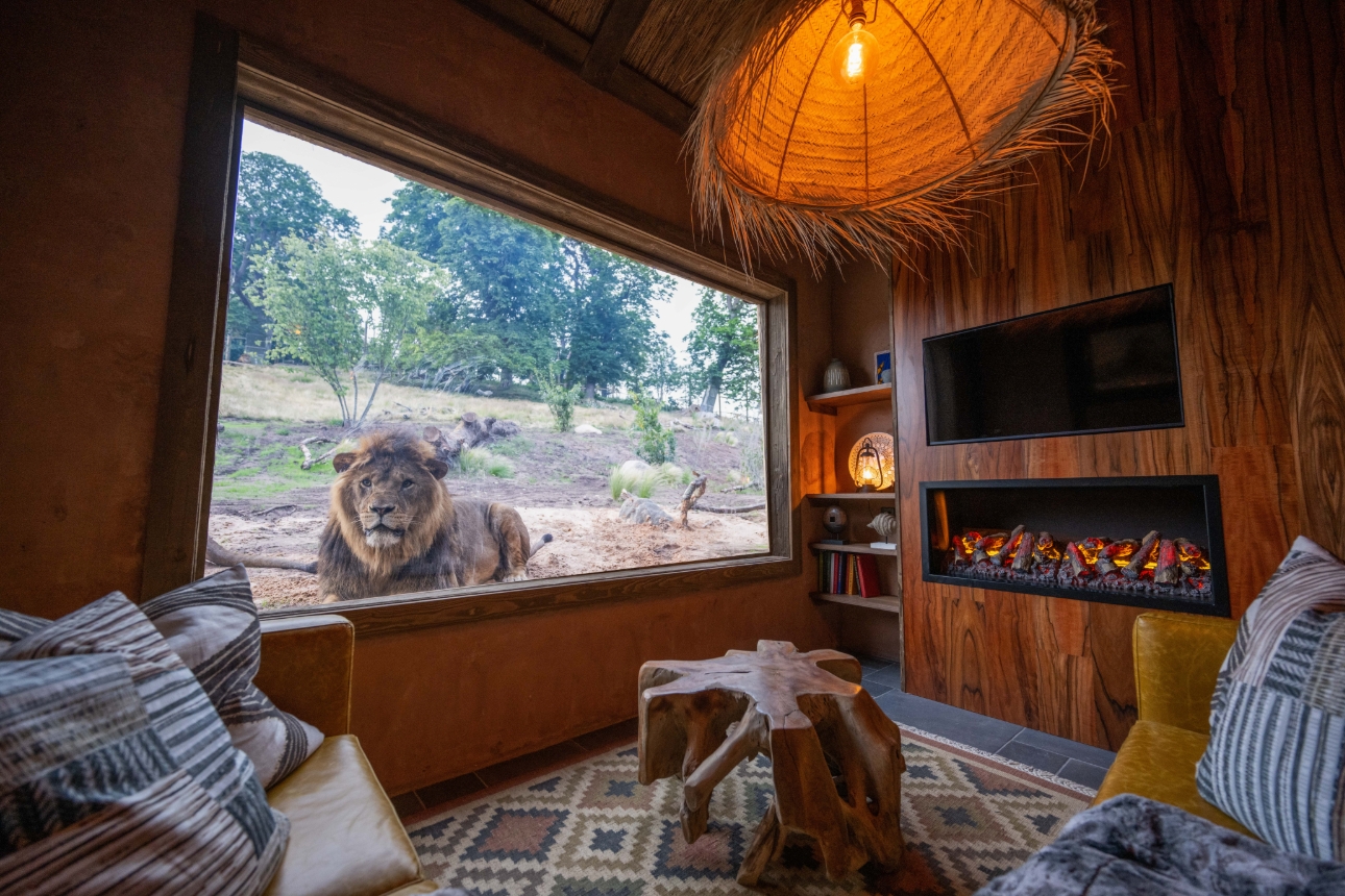 room with window to see lions