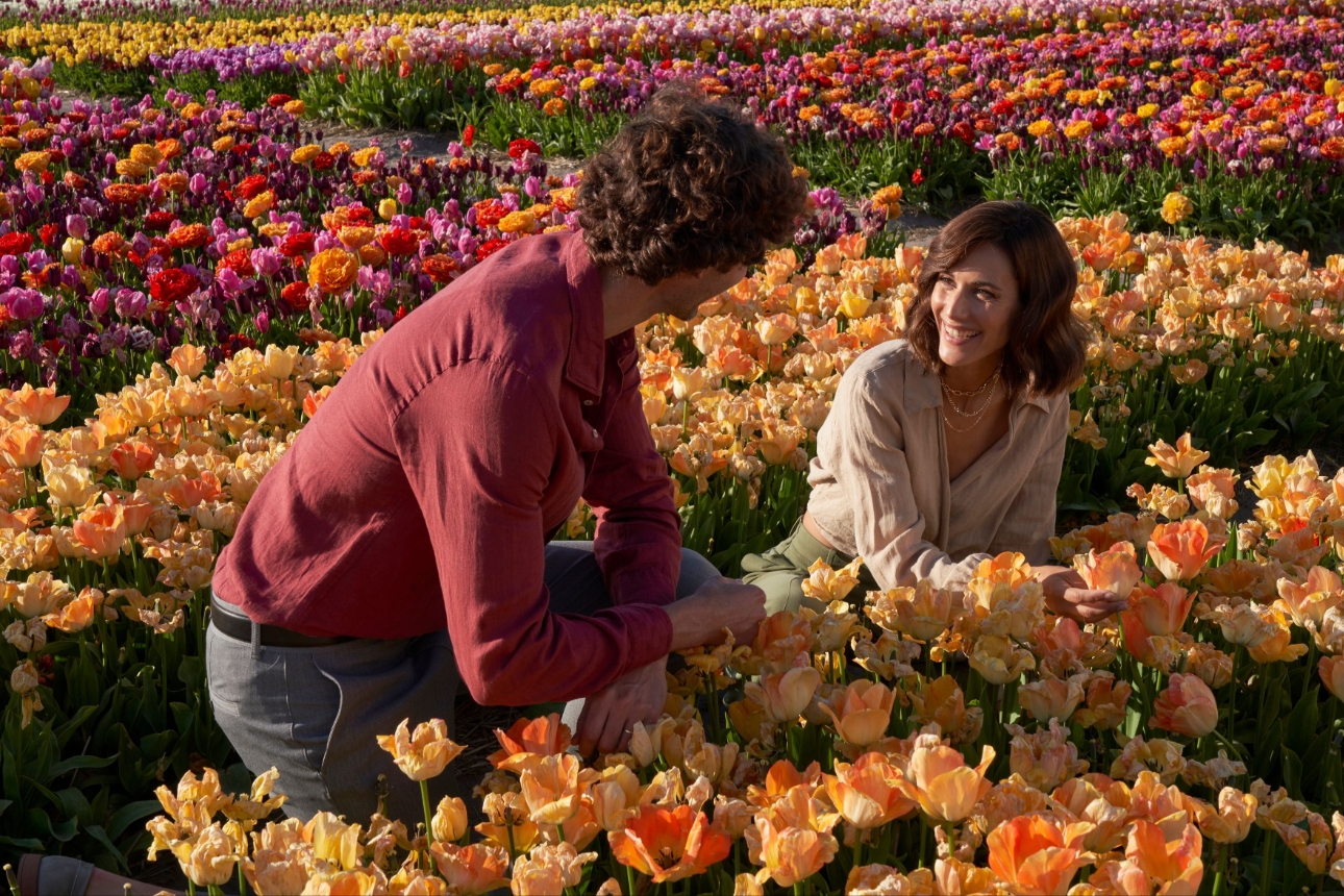 Man and woman picking tulips in field