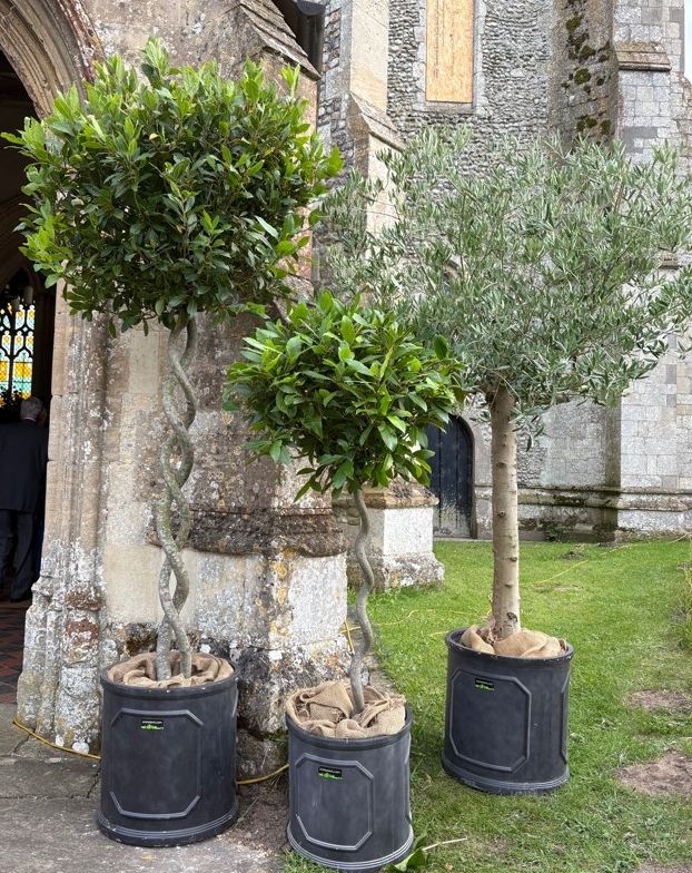 three potted olive trees outside a church